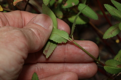 Gonocarpus acanthocarpus