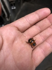 Bolbocerosoma farctum