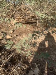 Vachellia tortilis