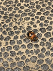 Bolbocerosoma farctum