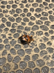 Bolbocerosoma farctum