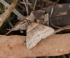 Dichromodes atrosignata