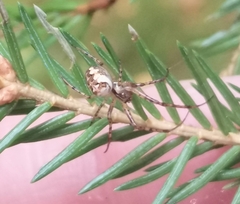 Metellina segmentata