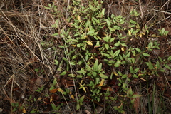 Gonocarpus acanthocarpus
