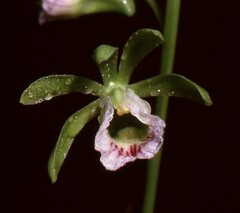 Galeandra bicarinata