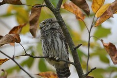 Glaucidium passerinum