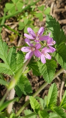Erodium