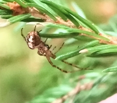 Metellina segmentata