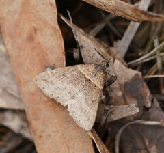Dichromodes atrosignata