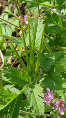 Erodium
