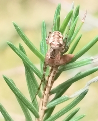 Metellina segmentata