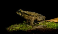 Rhinella ornata