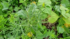 Lupinus angustifolius