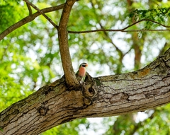 Psittacula alexandri