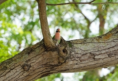 Psittacula alexandri