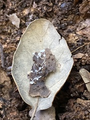 Mycena quercus-ilicis