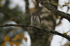 Glaucidium passerinum
