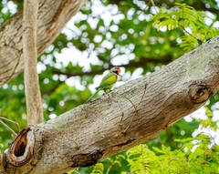 Psittacula alexandri