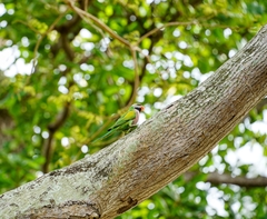 Psittacula alexandri