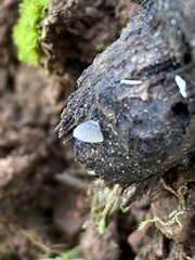 Resupinatus trichotis