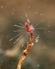 Tubulariidae