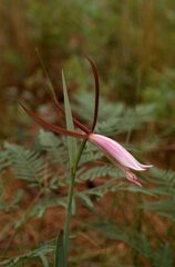 Cleistesiopsis divaricata
