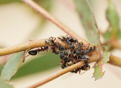 Dolichoderus doriae