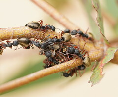 Dolichoderus doriae