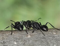 Polyrhachis pilosa