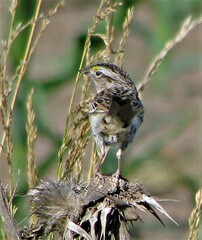 Ammodramus humeralis