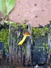 Pluteus romellii