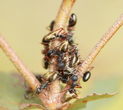 Dolichoderus doriae