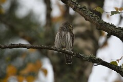 Glaucidium passerinum