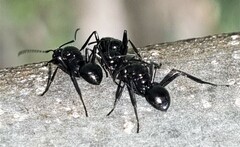 Polyrhachis pilosa