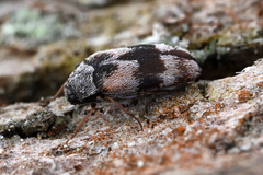 Trogoderma angustum