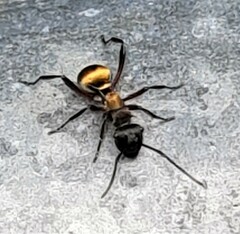 Polyrhachis rufifemur