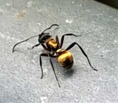 Polyrhachis rufifemur