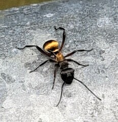 Polyrhachis rufifemur