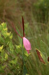 Cleistesiopsis divaricata