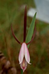 Cleistesiopsis divaricata