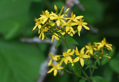 Hypericum hirsutum