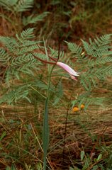 Cleistesiopsis divaricata