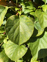 Hydrangea petiolaris
