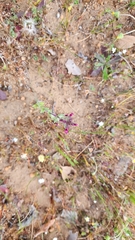 Parentucellia latifolia