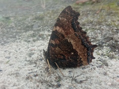 Nymphalis xanthomelas