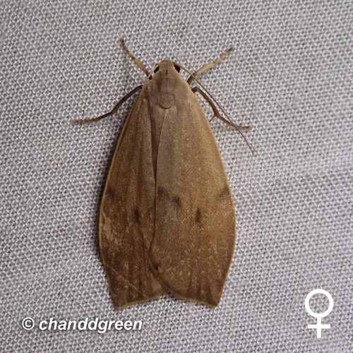 Gampola sinica Dubatolov, Kishida & Wang, 2012