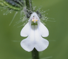 Salvia podadena