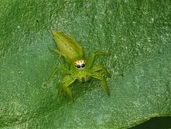 Mopsus mormon