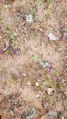 Parentucellia latifolia