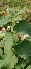 Lamium album